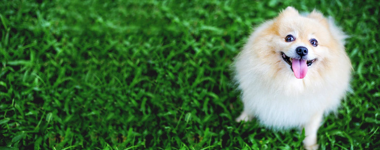 Kuwait Dog Names Popular Male and Female Names Wag!